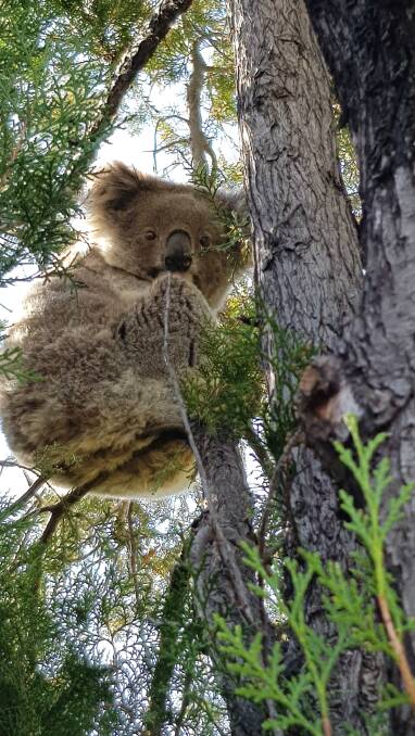 A resident koala at Breeza Station. Photo: Cindy Pursehouse
