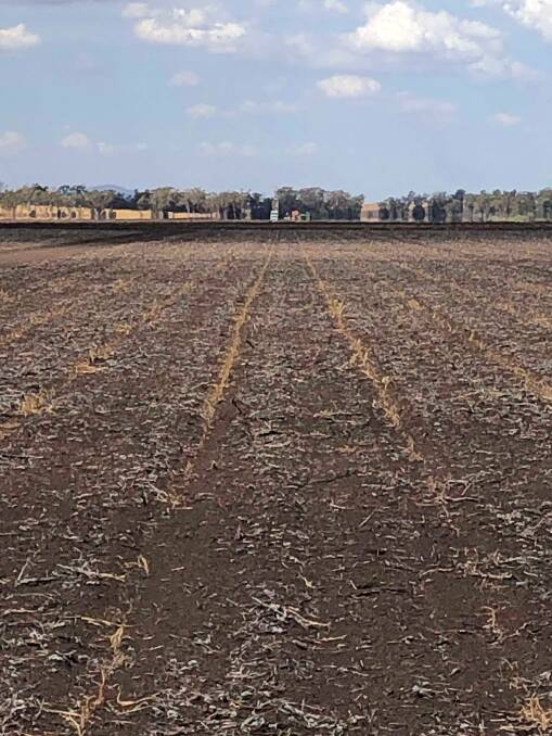 A failed sorghum crop at Kuranda. Photo: Scott McCalman