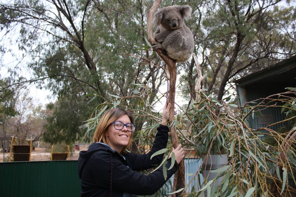 French backpacker Julie Ratte with Pebbles, a female koala who lives at Waterways. Photo: Vanessa Höhnke