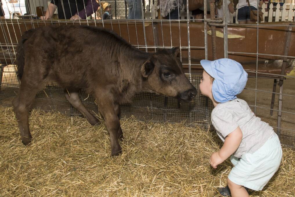 The animal nursery is a fun place for youngsters to meet all sorts of farm animals. Photo: Peter Hardin