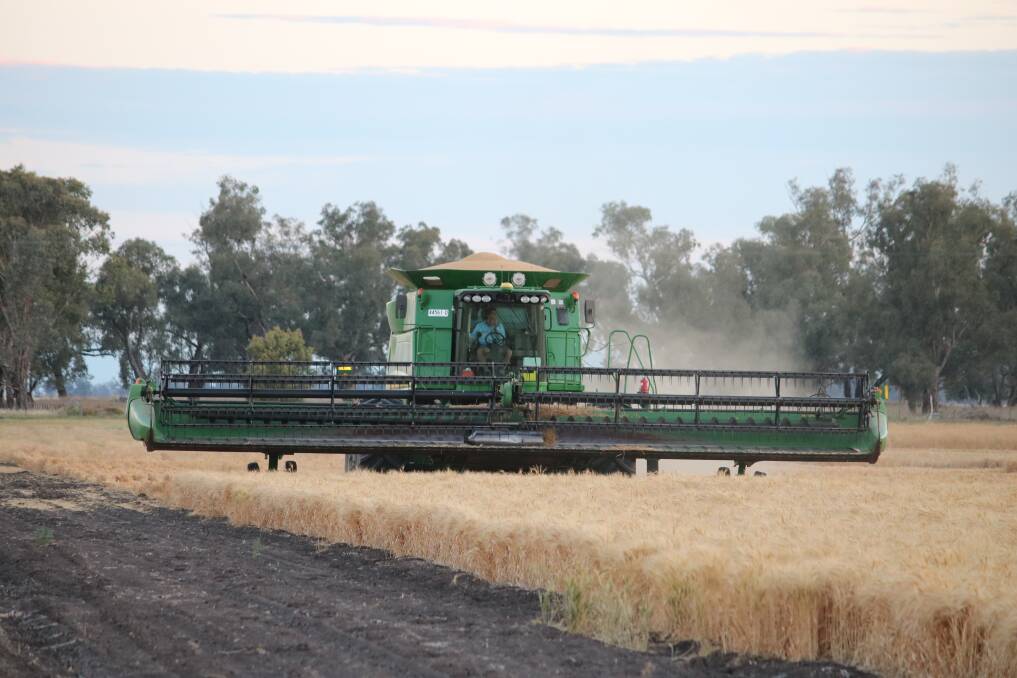 A header at Breeza Station hard at work with a hopper full of grain. Photo: Vanessa Höhnke