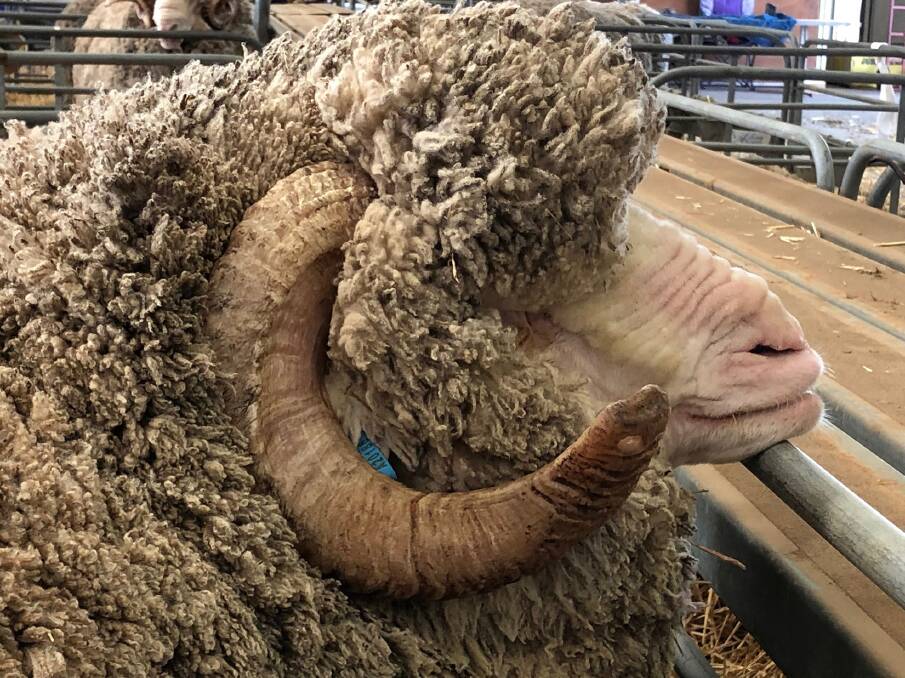 One of the school's merino wethers at the competition. Photo: supplied