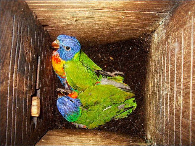 HOME SWEET HOME: Rainbow Lorikeets using a nesting box. Photo: Hollow Log Homes