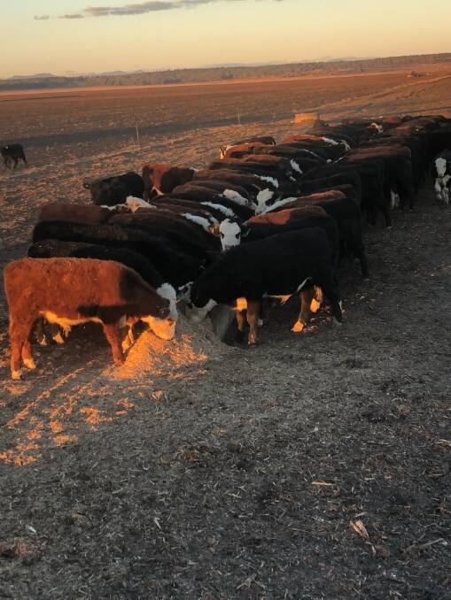 Feeding cattle at "Springfield" last year. Photo: James Hockey