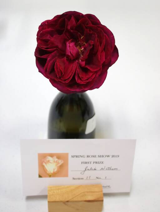 The Black Caviar rose Julia Withers won at the Gunnedah Presbyterian Church rose show won her first place in the red roses category.