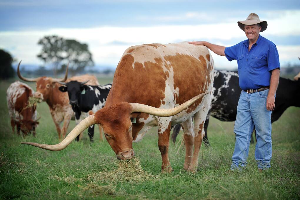 Geoff Dawson on the farm with his beloved Texas Longhorn cattle. Front and centre is his steer Rastus. Photo: Paul Matthews