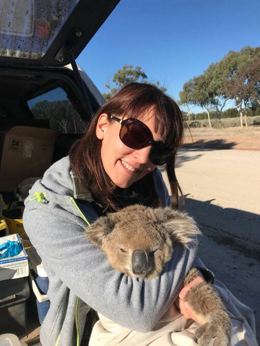 Zoologist Dr Valentina Mella with a koala being used in the chlamydia vaccine trial. Photos: Mark Krockenberger