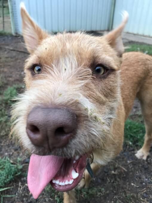 Reilly is one of the latest additions to the Gunnedah RSPCA fold. He will be vaccinated, de-sexed and microchipped in preparation for a new home.