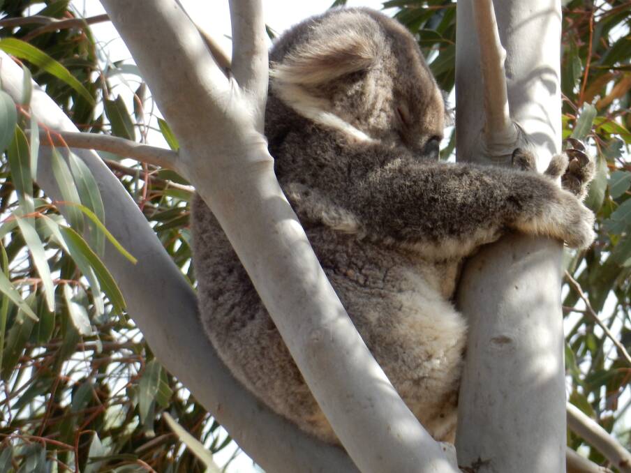 IN TROUBLE: Protecting core koala habitat is key to the survival of Australia's much-loved marsupial, a Tamworth ecologist says. Photo: Ingrid Yeo