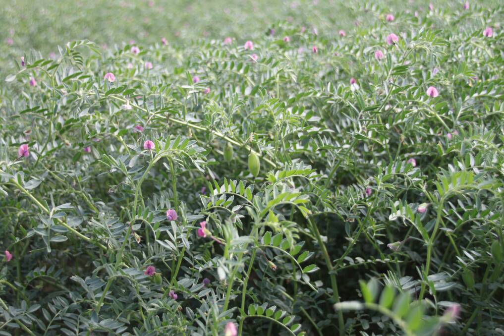IN THE BALANCE: Chickpea crops are flowering but are in urgent need of rain before harvesting begins in summer. Photo: Stuart Dolbel