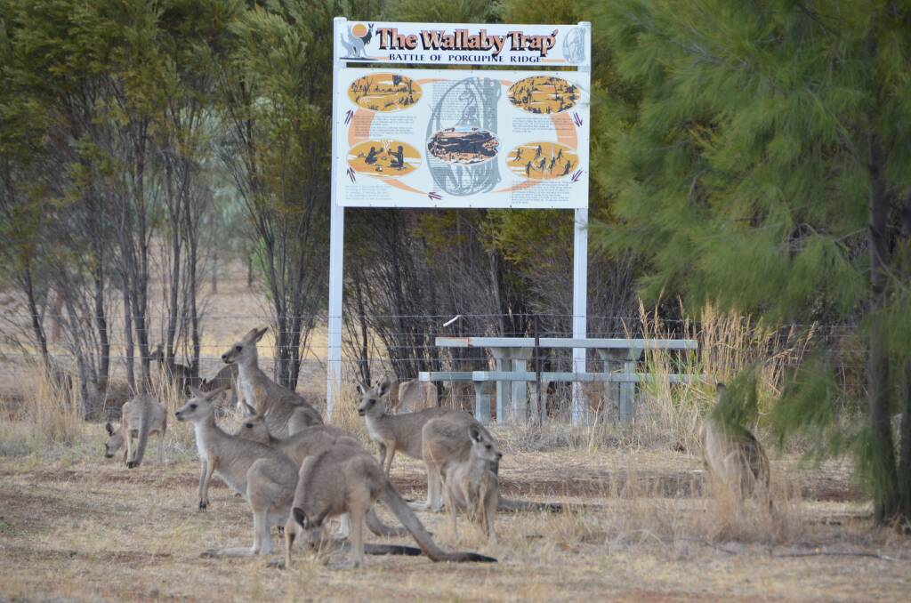 The Wallaby Trap is a favourite spot for Gunnedah's kangaroos and has two troughs for wildlife.