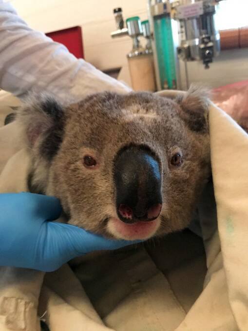 One of the vaccinated koalas is checked over. Photos: Mark Krockenberger