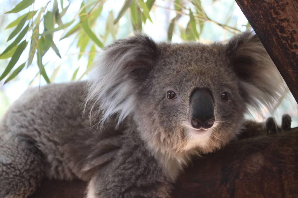 BELOVED ICON: Sweet is one of four female koalas currently living at Waterways Wildlife Park. Photo: Vanessa Höhnke