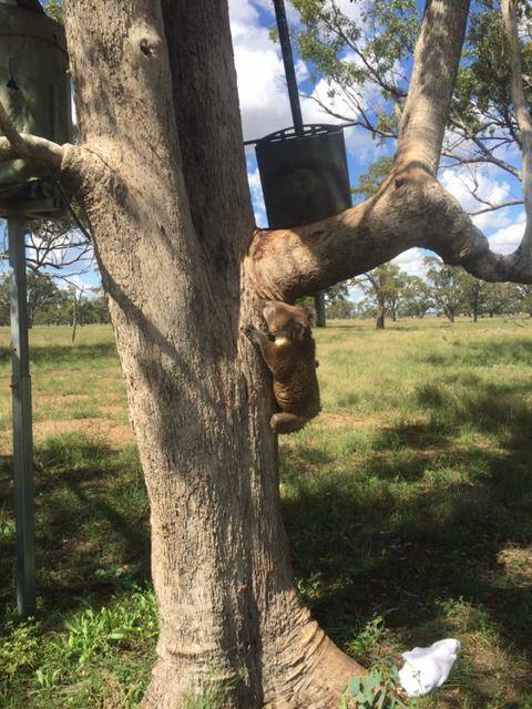 Robert Frend released the koalas into trees with water drinks at Dimberoy. Photo: Robery Frend