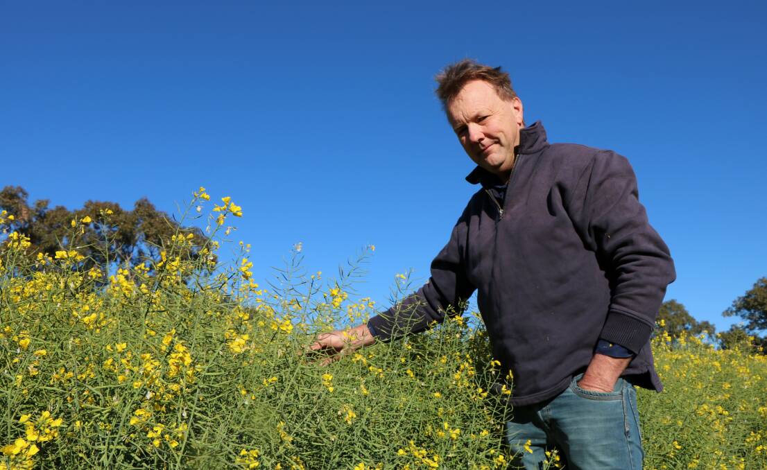 Bill Manning didn't have to go far to find mice damage in Peter Martin's canola crop between Gunnedah and Curlewis.