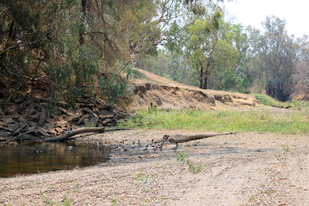 PUDDLE TO PADDLE: These ducks crowded together in a remant of the Namoi River.