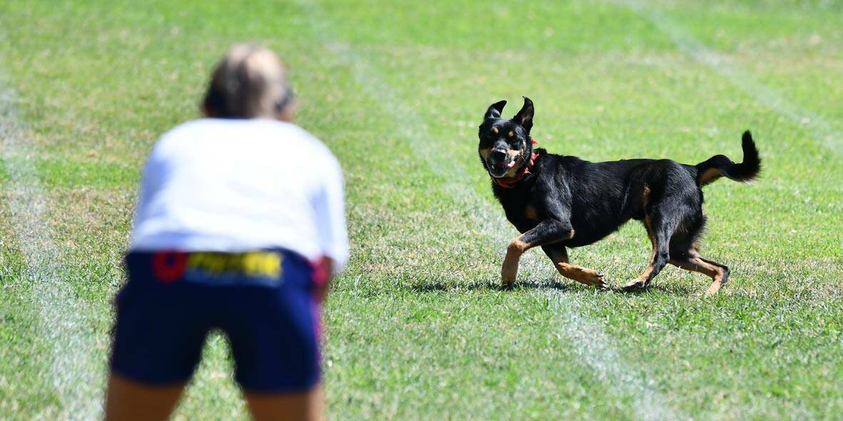 A local dog is urged on by its owner in the sprints last year. Photo: Paul Mathews