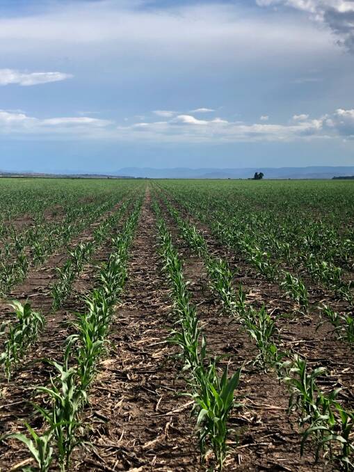 TAKING A PUNT: Spring Ridge farmer James Hockey is hoping his sorghum crops make it through after plans for sunflower crops dried up. Photo: James Hockey
