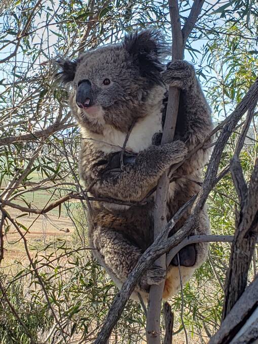 One of the koalas the University of Sydney team captured during a field trip to Gunnedah this month. Photo: Valentina Mella