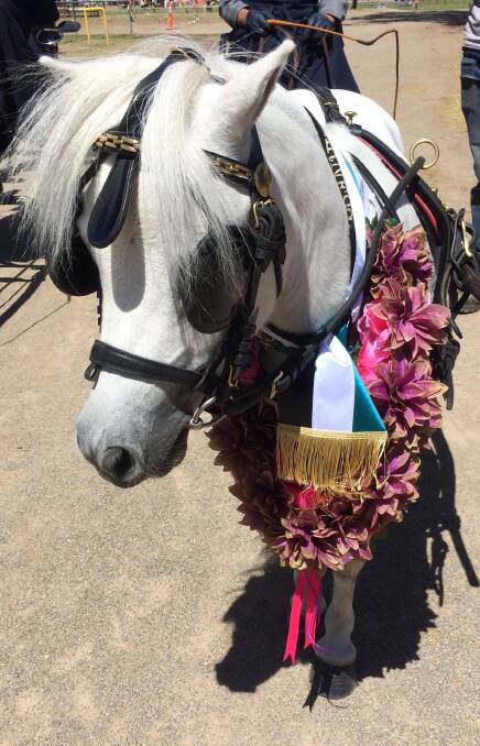 WINNER: Timmy was named Supreme Champion Miniature Pony at the Royal Canberra Show recently. Photo: Supplied