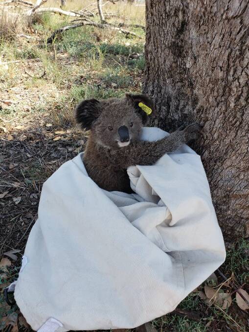 A young male koala is released after a blood sample has been taken for ongoing research.