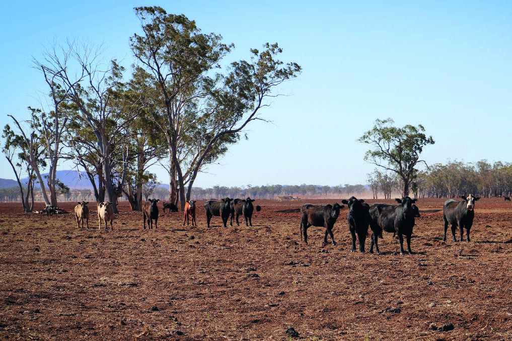 A dusty paddock in Mullaley. Photo: supplied