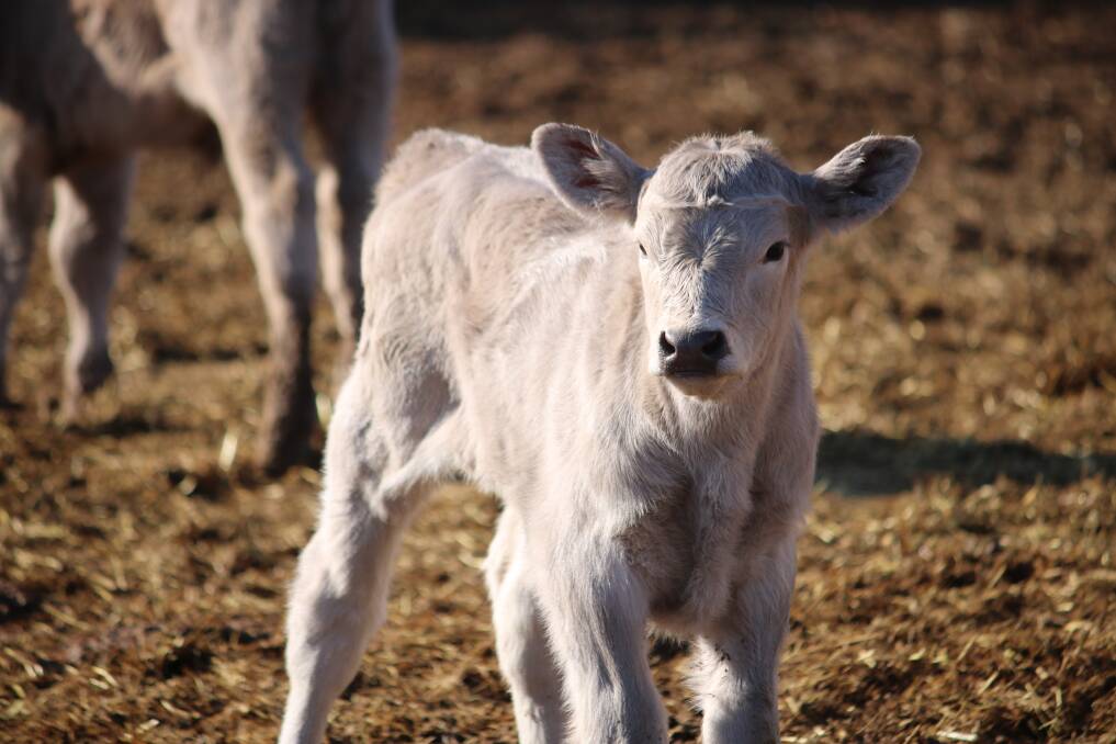 A fairly new calf owned by the James'. Photo: Vanessa Höhnke