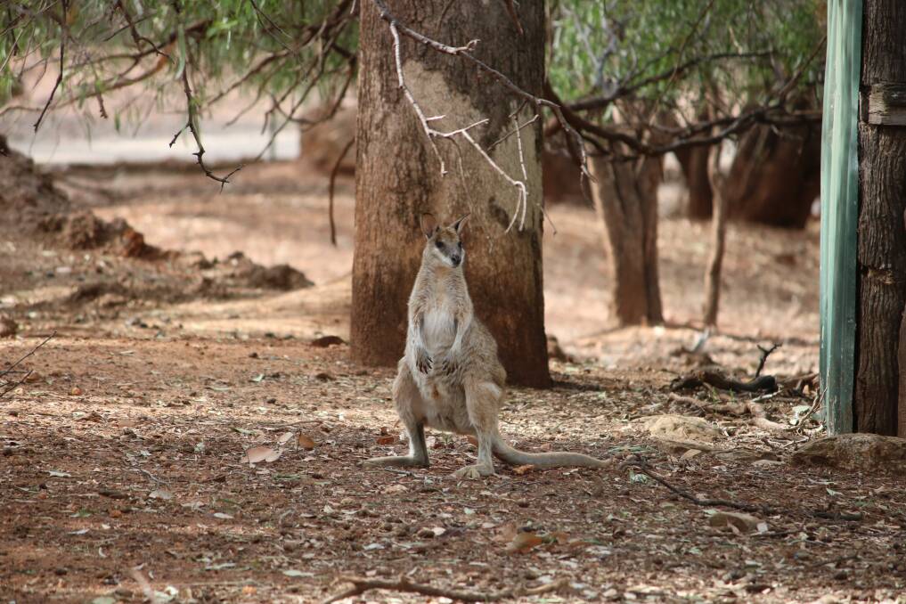An agile wallaby at the park on Tuesday. It is one of a number of wallabies that will be rehomed.