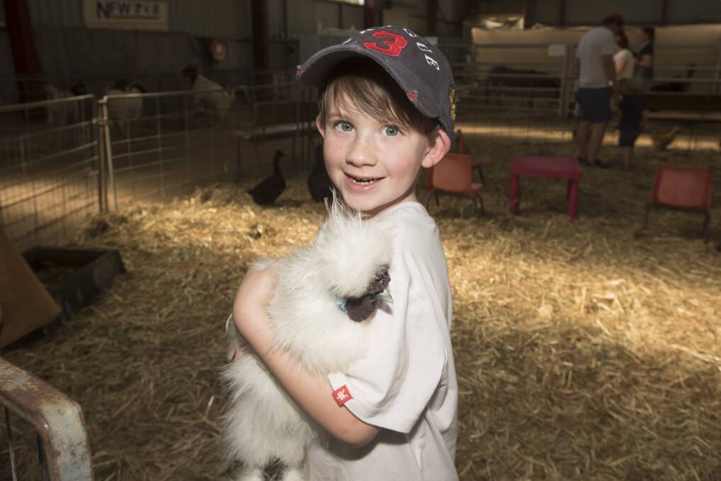 Archie Croxson cuddles up to a silky chicken in the animal nursery at the Gunnedah Show last year. The animal nursery is one of the most popular elements of the annual event. Photo: Peter Hardin