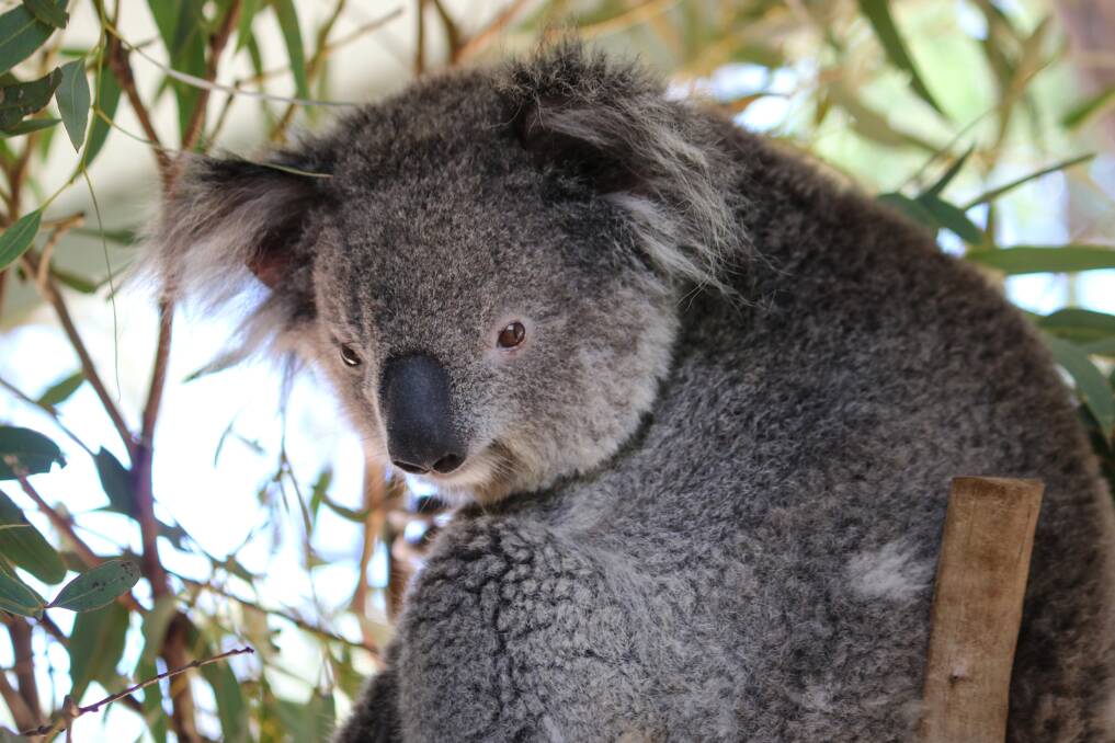 One of Waterways' female koalas at the park. Photo: Vanessa Höhnke