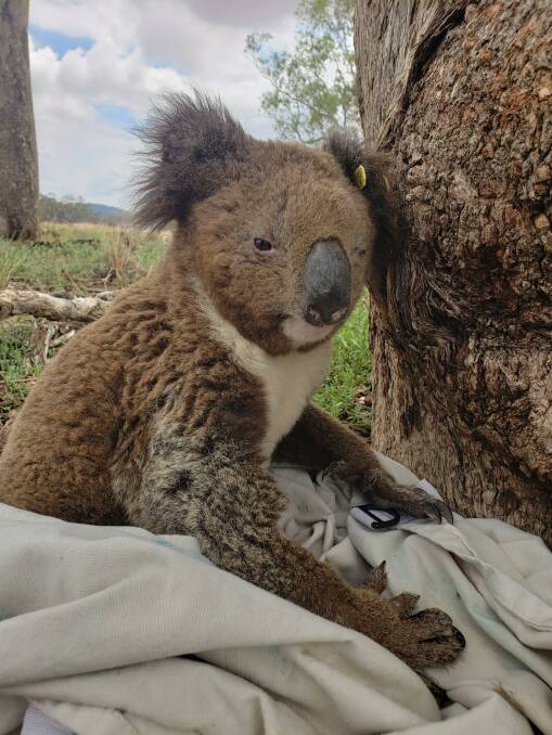 This is one of three koalas taken into care in January. Two of the koalas had chlamydia. Photo: Madeleine Kate