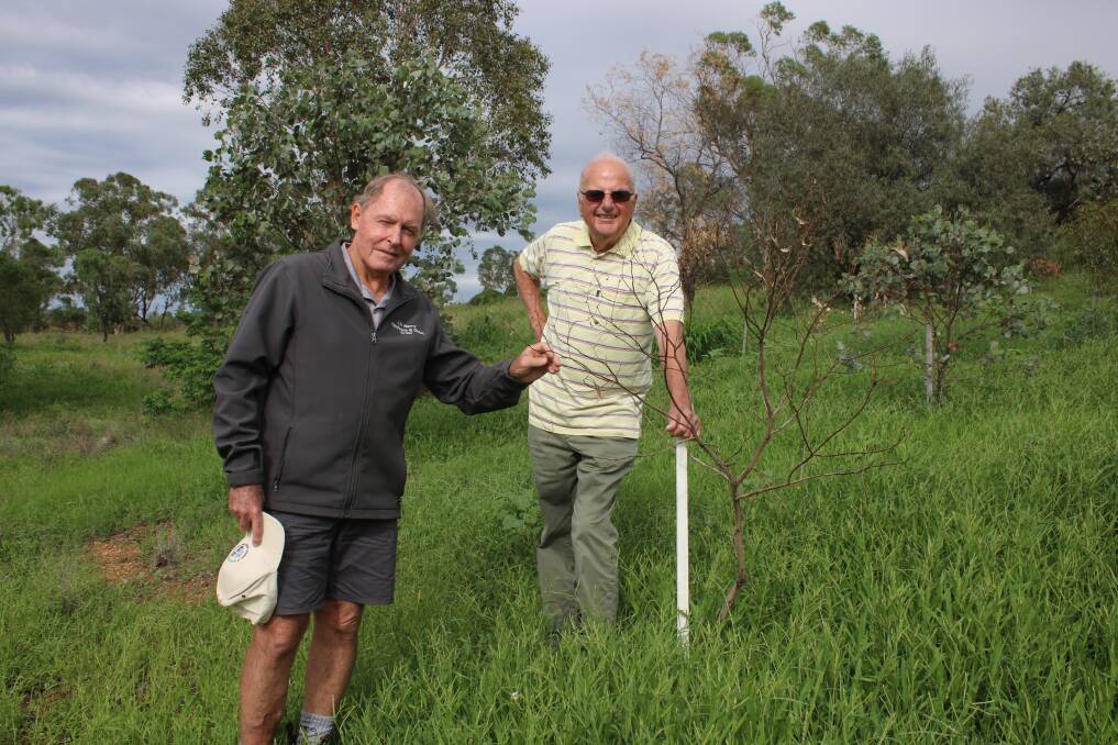 Gunnedah Urban Landcare Group's Rod Browne and Terry Curran with a tree that didn't make it through summer on Pensioner's Hill.