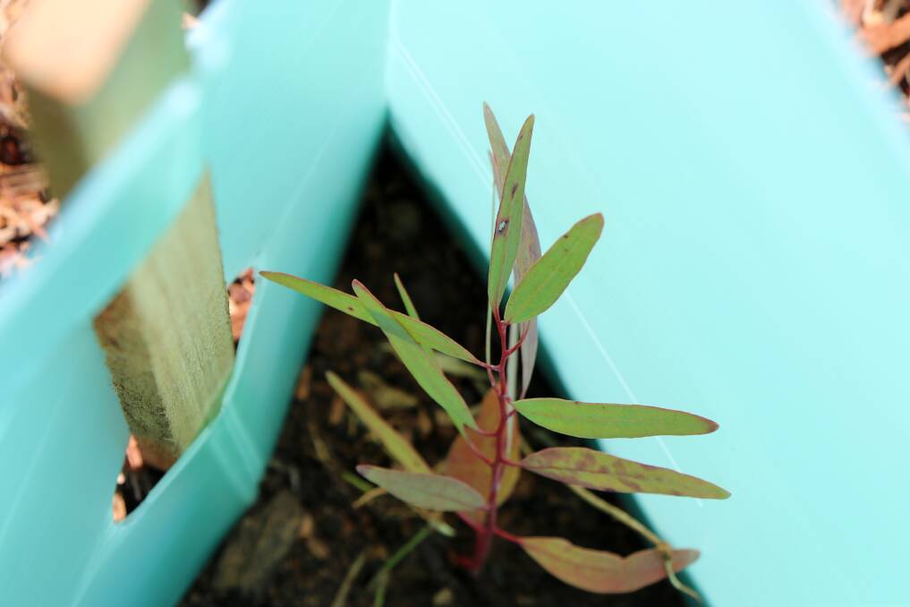 A eucalypt freshly planted.