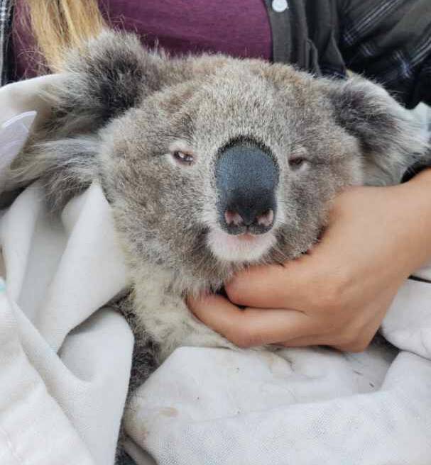 Gunnedah's koalas have made the big-time in the UK.
