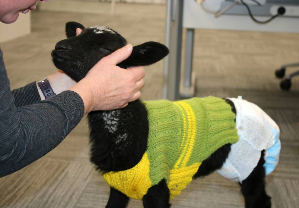 COSY: An orphaned dorper lamb wearing one of the colourful jumpers knitted by the Gunnedah CWA. Photo: Vanessa Höhnke