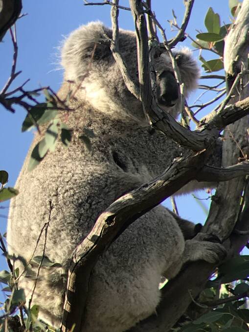 A koala spotted in Gunnedah.