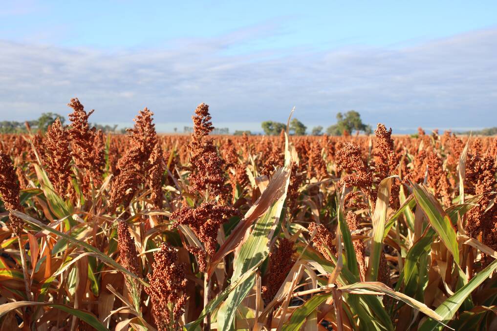 The Fishers' sorghum on the Breeza Plains has also been hit hard by the summer heat.