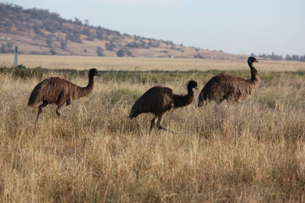 Emus walk the Breeza Plains. Photo: Vanessa Höhnke
