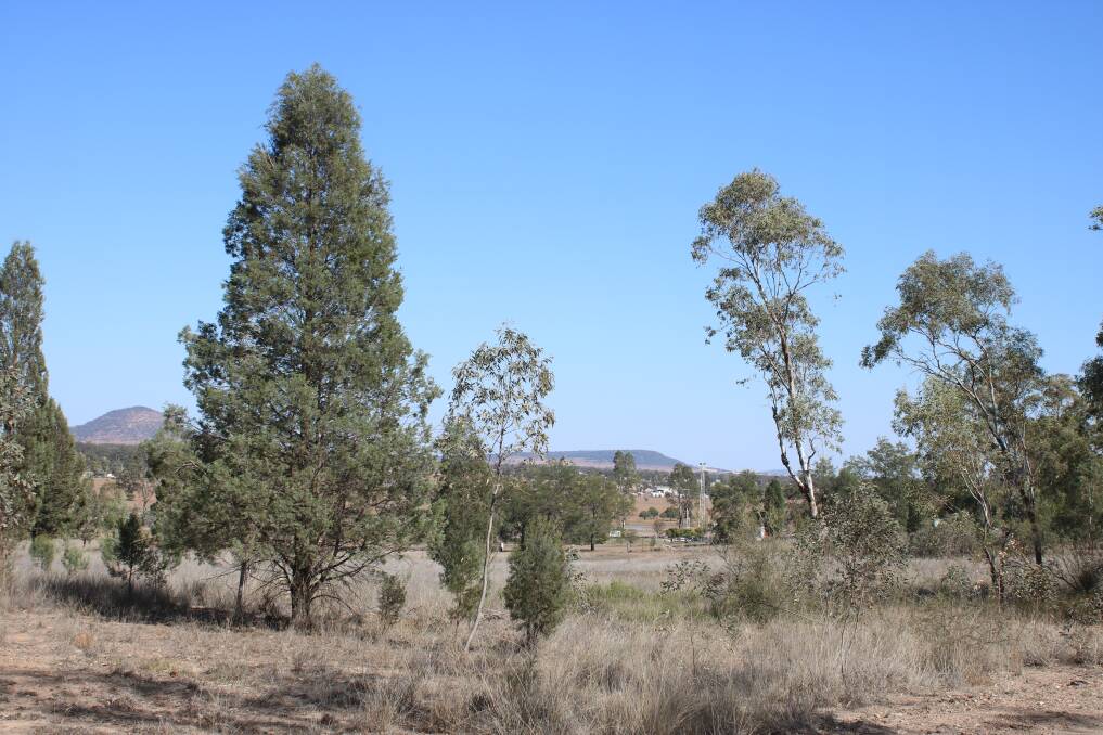 The koala park site is home to a number of pines and some gums, put will soon be bolstered by a new eucalypt plantation.
