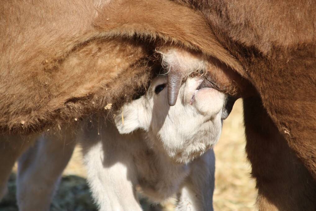 A calf feeding from its mother. Photo: Vanessa Höhnke