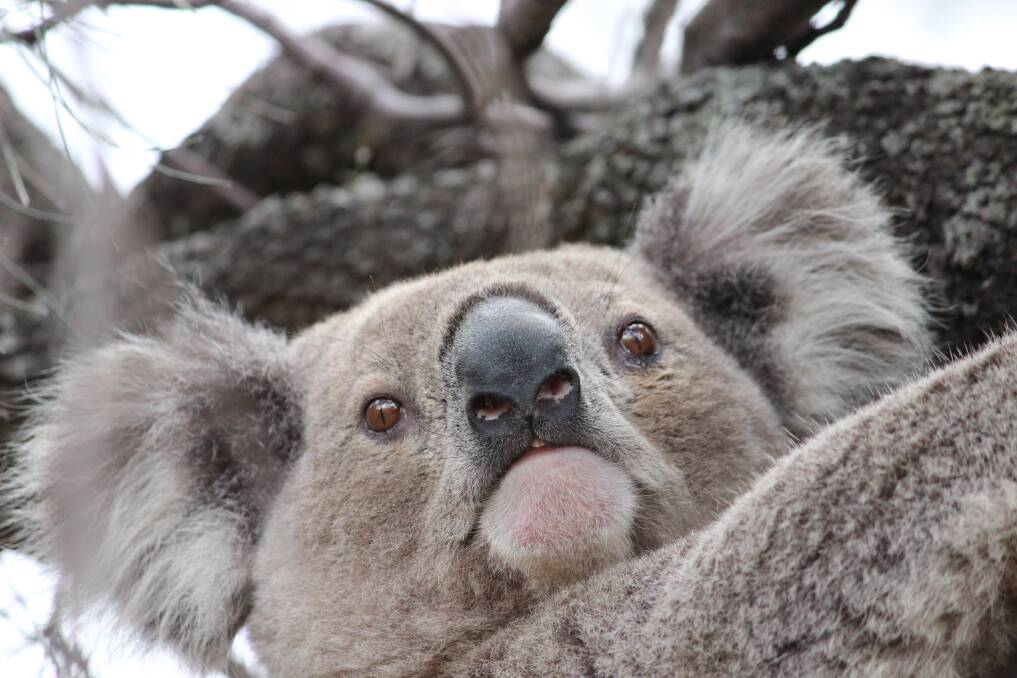 Gunnedah Shire Council hopes to establish a koala park and education centre to boost tourism and recapture Gunnedah's catch-cry as the "Koala Capital of the World". Photo: Mark Rodgers