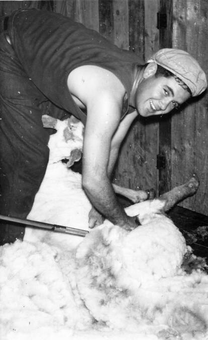 Max shearing sheep in his youth.