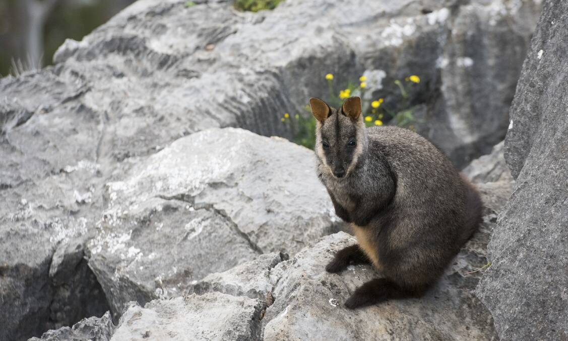 Brush-tailed rock wallabies are at risk from predators. Photo: supplied