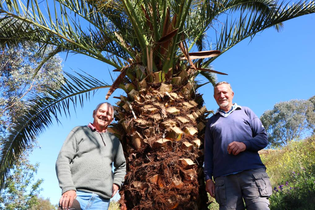 Bruce Higham and Owen Hasler with one of the two palms planted in memory of the late Hans Allgayer who was a founding member of the landcare group and heavily involved in transforming Pensioners Hill into a landscaped lookout.