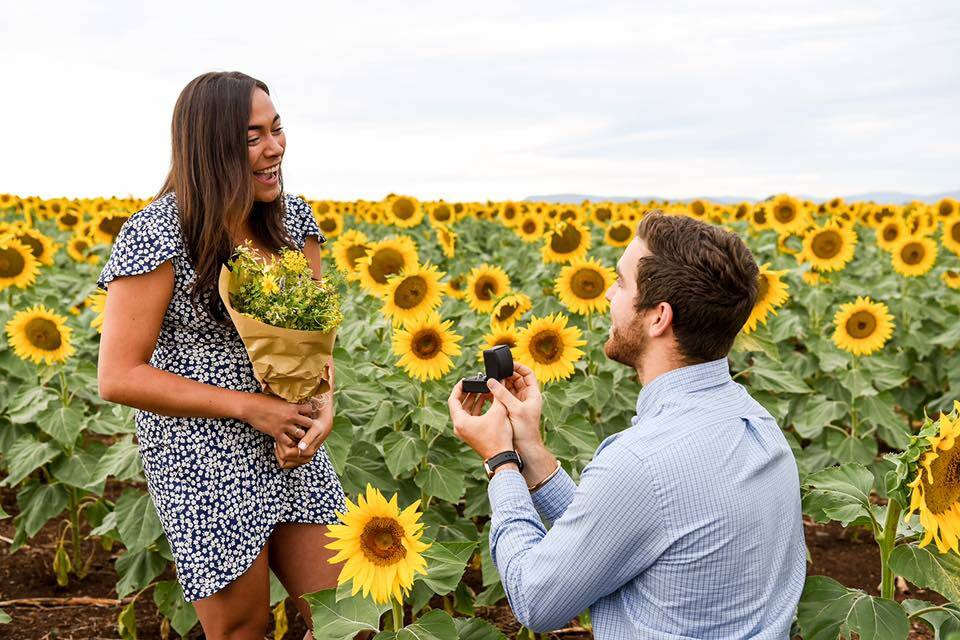 A man proposes to his girlfriend in a sunflower crop on the Liverpool Plains in February. Photo: Sally Alden