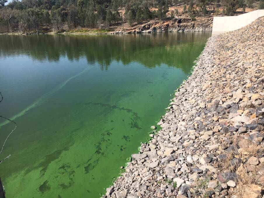 Algal blooms have caused a shift in the Liverpool Plain Shire Council's plans. Photo: Supplied