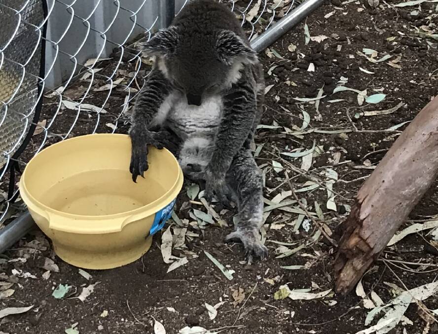 Flicker doozes off near her water bowl at Martine Moran's. The young female was brought in because she was underwight and dehydrated. Photo: Martine Moran
