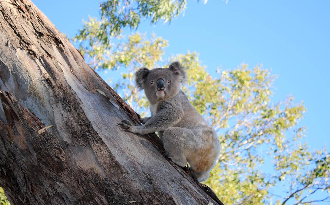 PLAN FOR CARE: A medical facility is part of the council's plans for the koala park, which would mean local koalas like Pud can receive care. Photo: Vanessa Hohnke