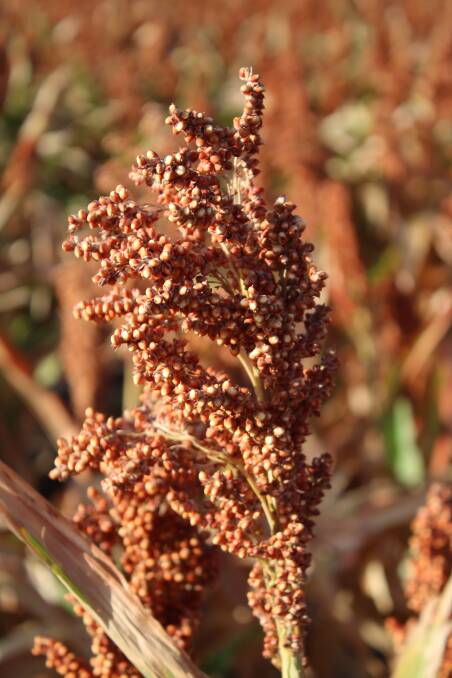 Sorghum on the Fishers property on the Breeza Plains.