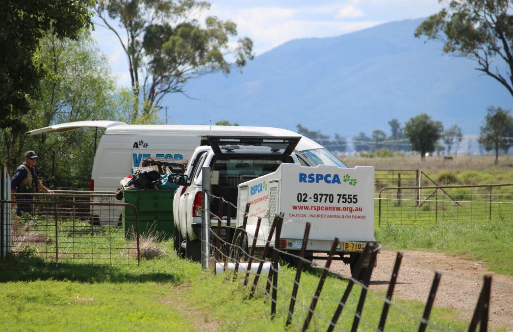 RSPCA NSW conduct a follow-up inspection at a Gunnedah property and seize 19 more Koolie dogs.